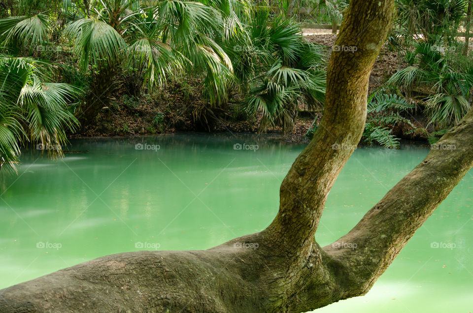 Green Sulfur Springs