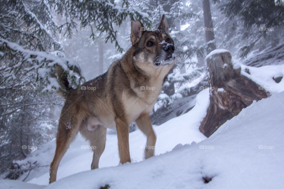 Dog in the snowy magical forest 
