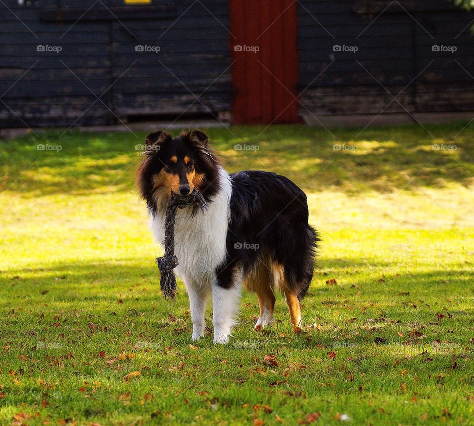 Collie