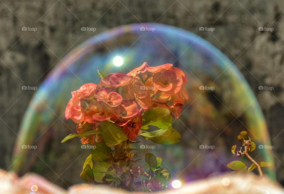 Hand made Bubble with flowers and sun reflections