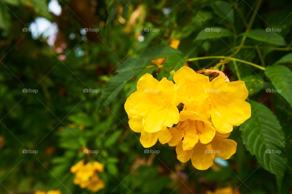 Yellow flowers on blurred background 