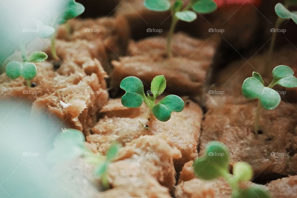 A group of little plants, they're ready to grow up.