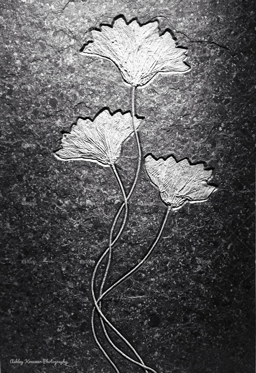 A black and white image of fossilized flowers