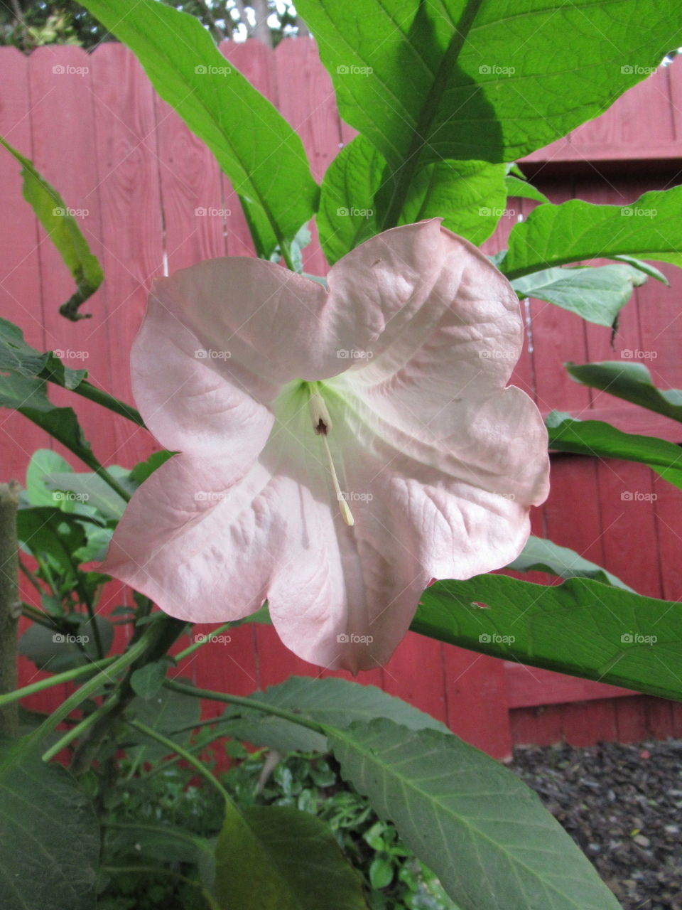 trumpet flower