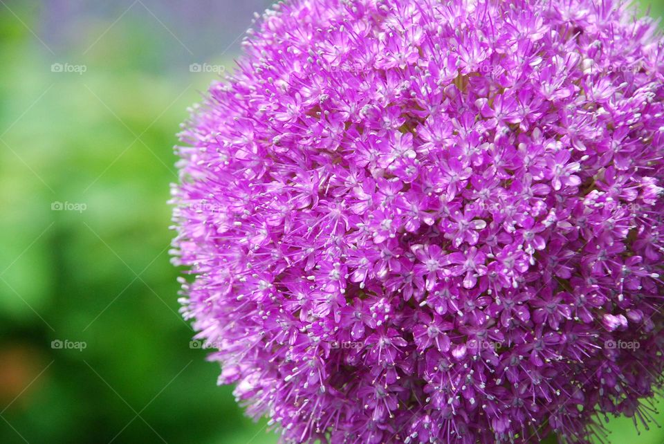 Magenta flowers on a sunny day