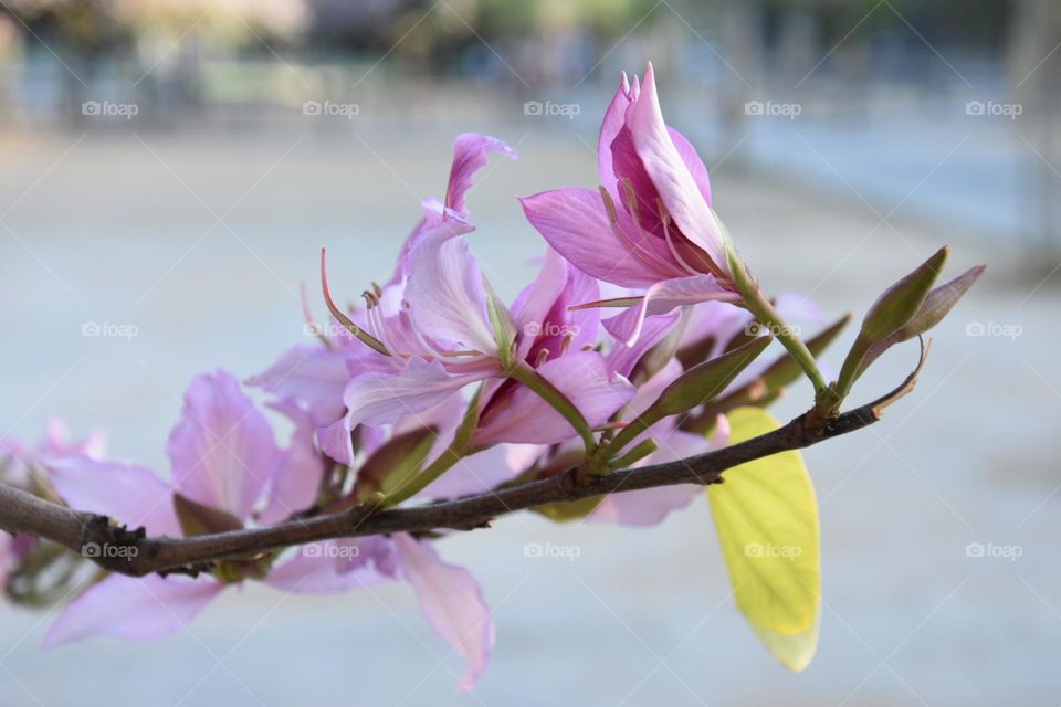 Beautiful flowers