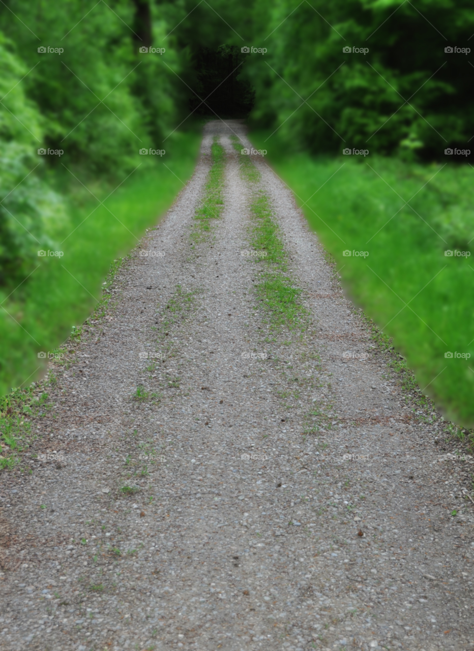 green nature grass trees by gaguling