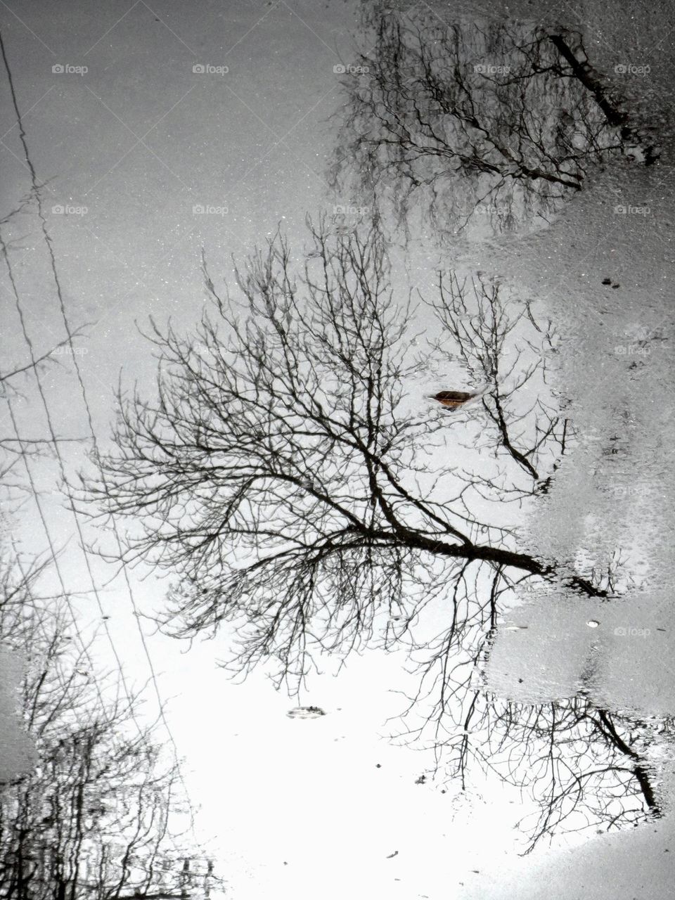 branch trees reflection in water puddle street view black and white background, abstract nature landscape