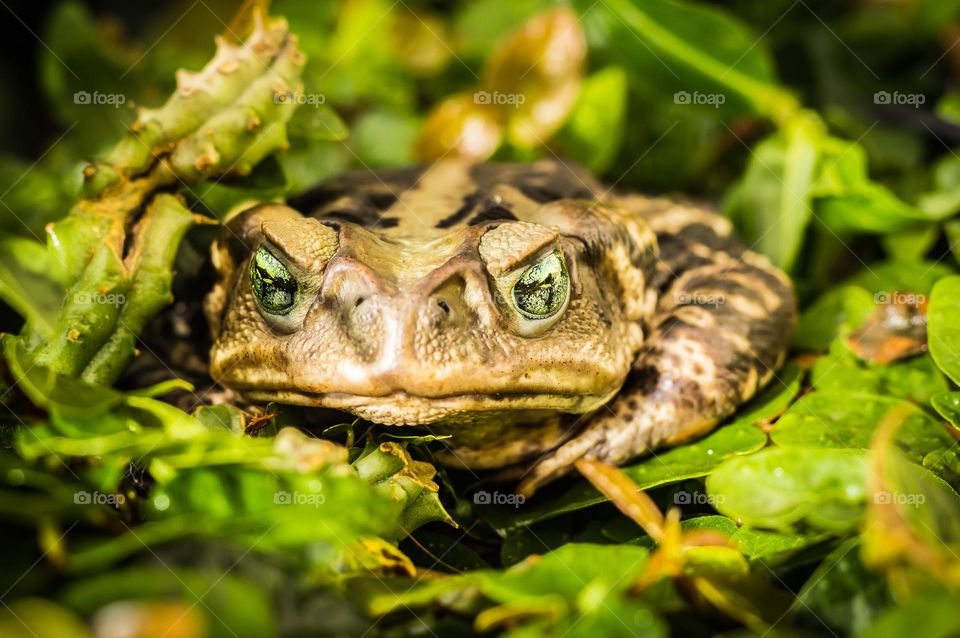 frog with bright eyes in nature environment