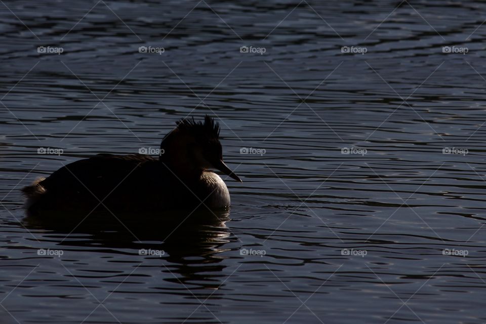 Duck On The Lake