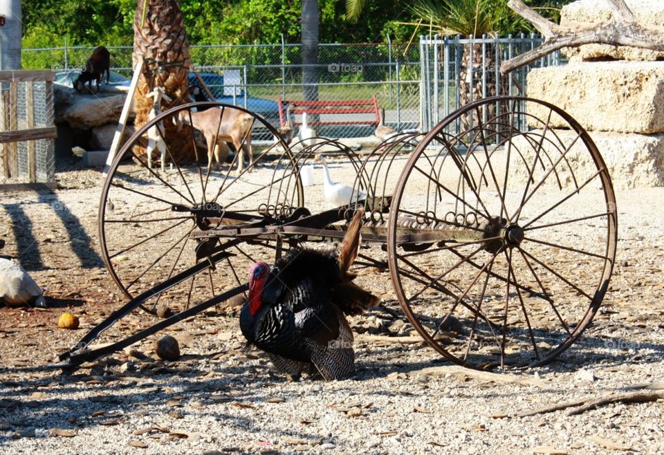 turkey by an old wagon show life on the farm