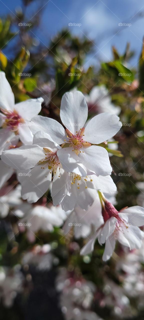 Cherry Tree Blossoms