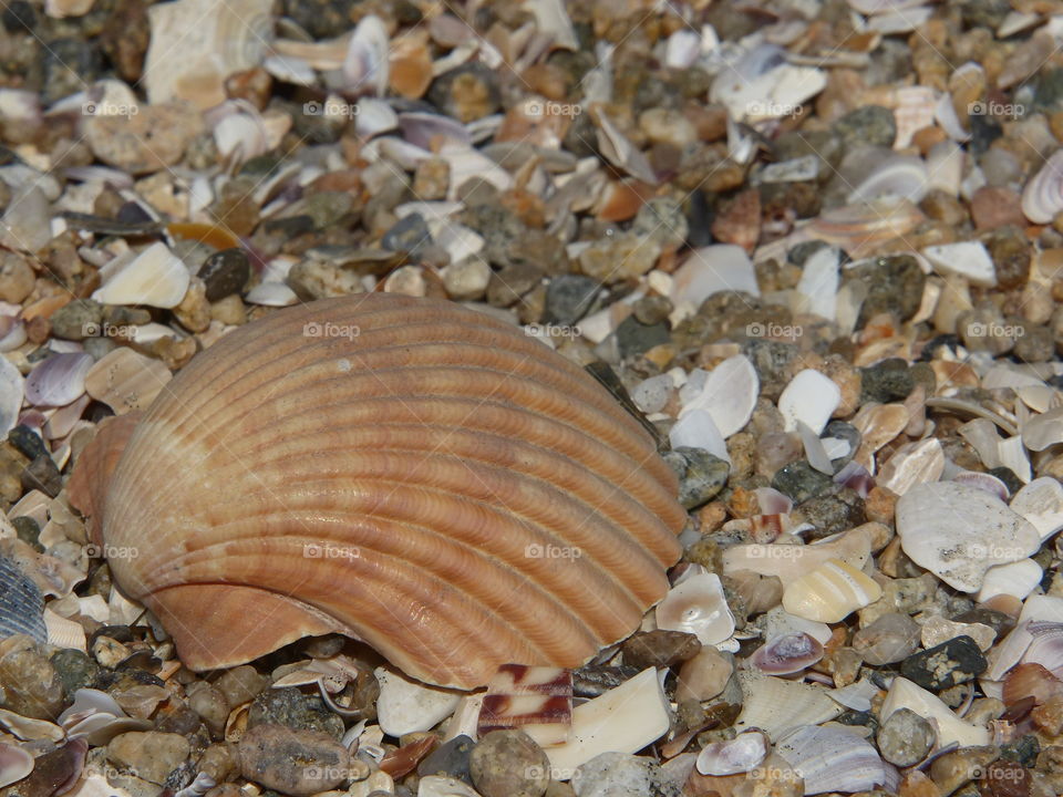 Scallop shell on bed on broken shells
