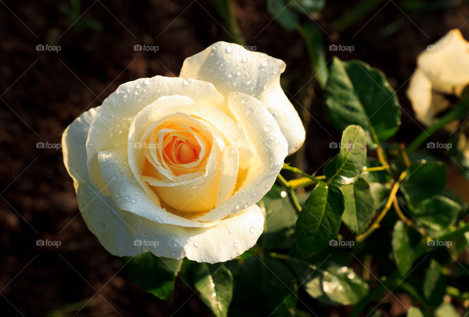white rose. white rose in garden