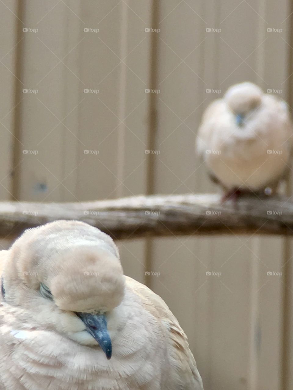 Two roosting ring necked white doves, one closeup head shot one blurred background 