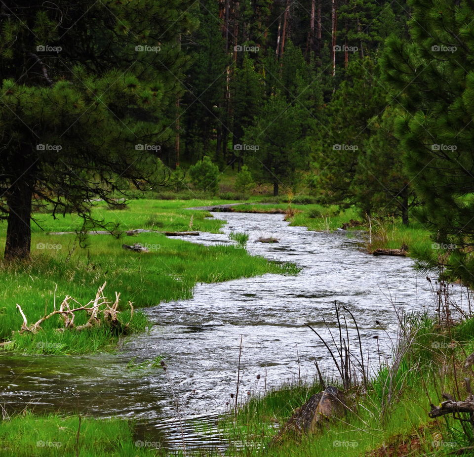 The beautiful waters of the Deschutes River in Central Oregon flowing through the forest in Central Oregon on a summer day 