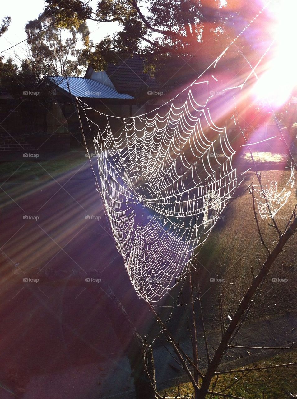 Sun Flare Spiderweb.