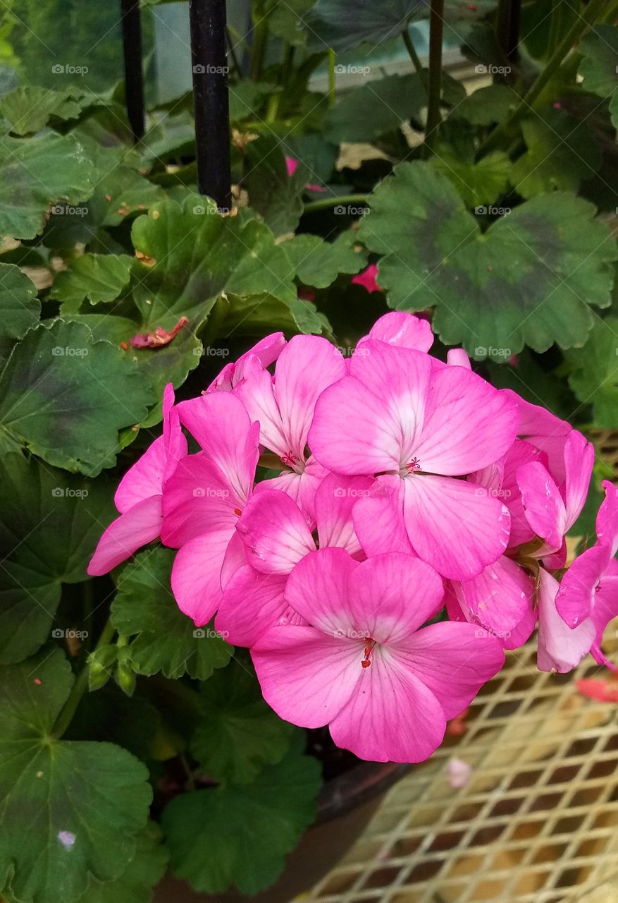 some pink flowers with a white center