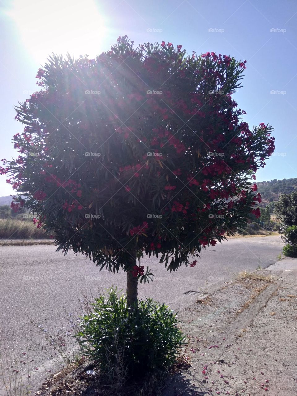 Editors' Choice - Photo of the Week