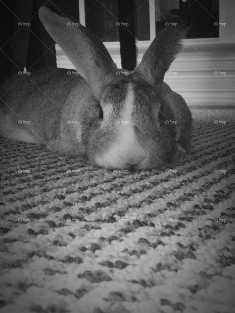 Sleepy Bunny
