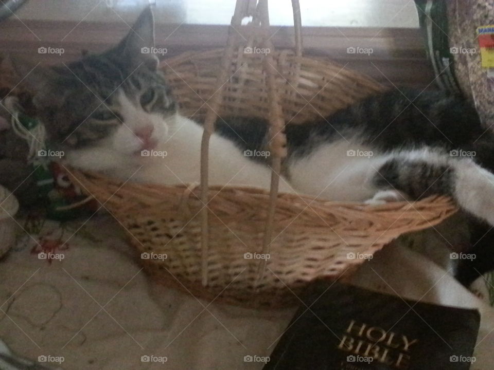 Kitten in a basket w/Bible