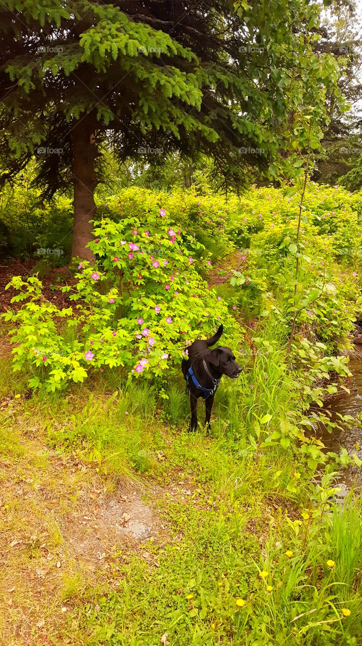 Exploring the passel