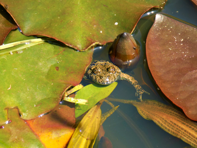 🐸
