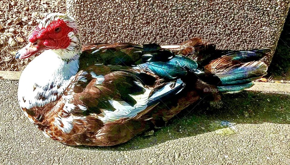 This fancy duck at the park has colorful feathers 