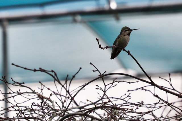 Hummingbird