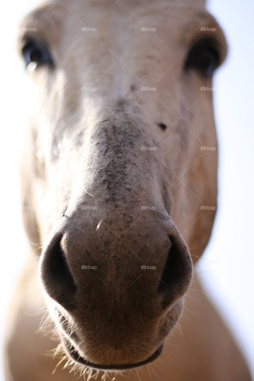 Glorious mother nature. This donkey came to say hallo and posed to take a close up photo