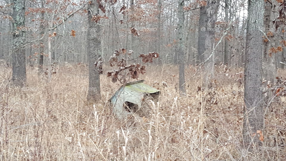 nature taking back dog house