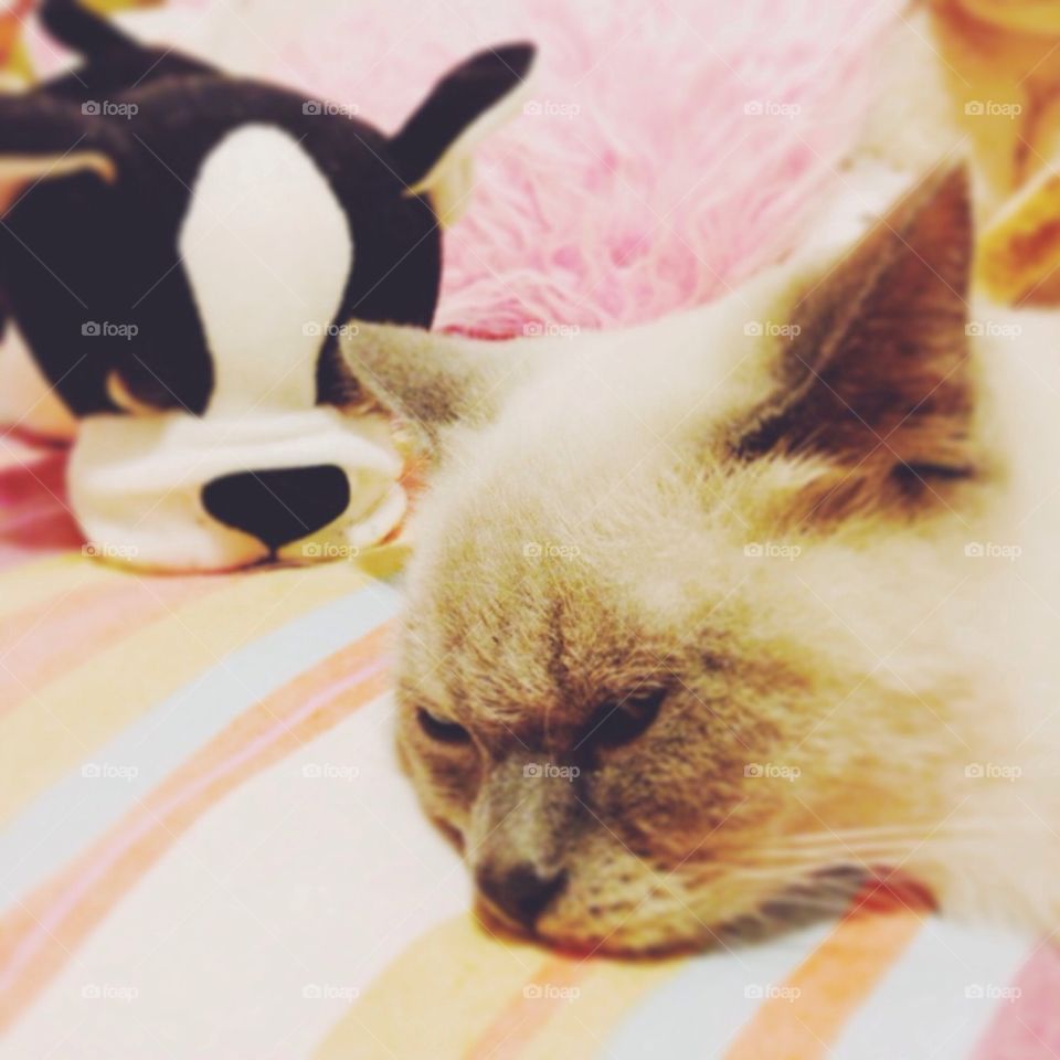 Sleepy. My girlfriend cat and her favorite toy
