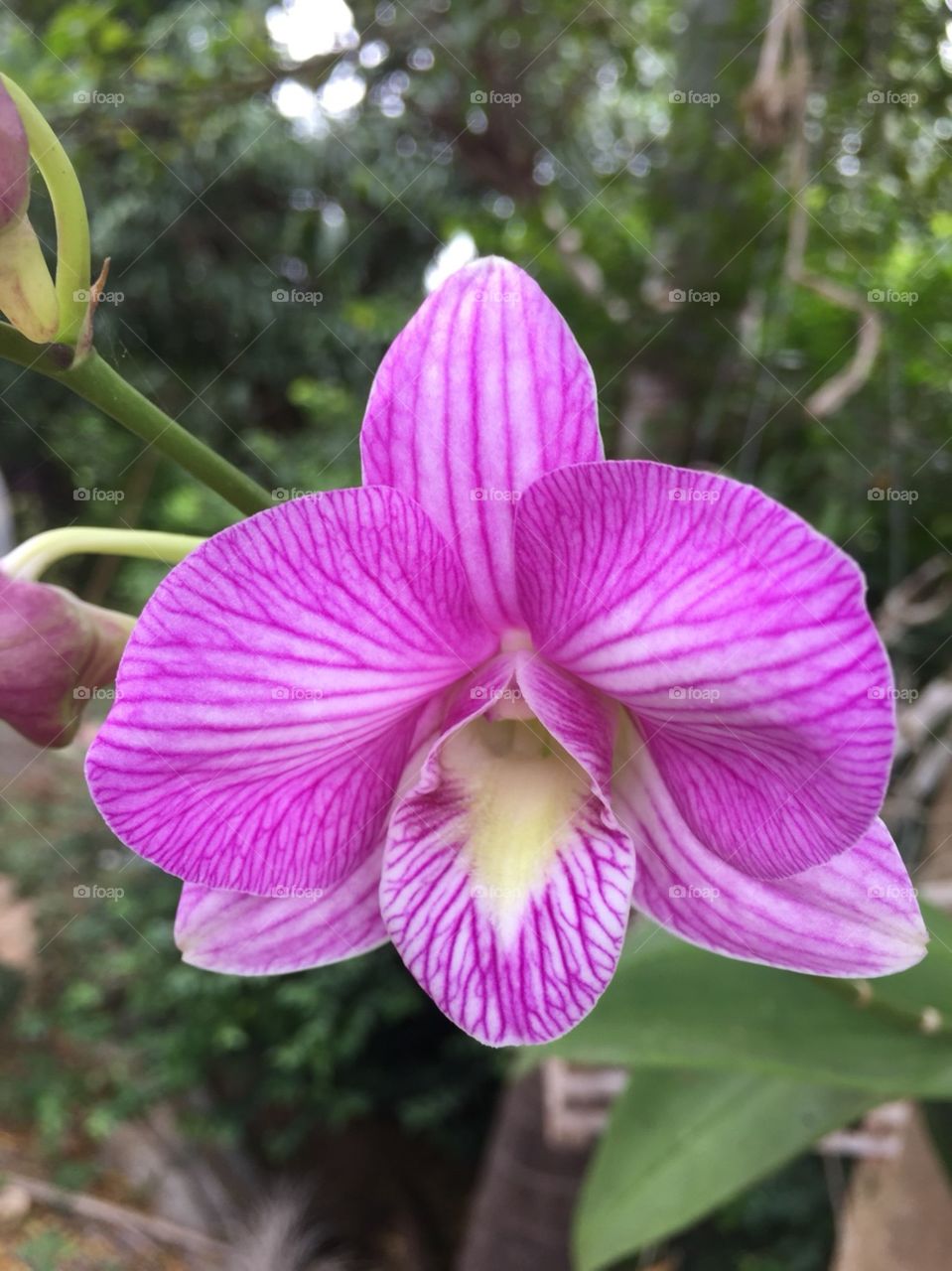 The Pink Orchid 