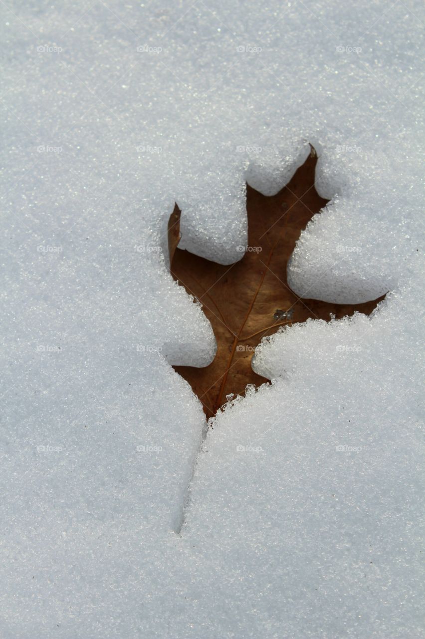 One lonely leaf