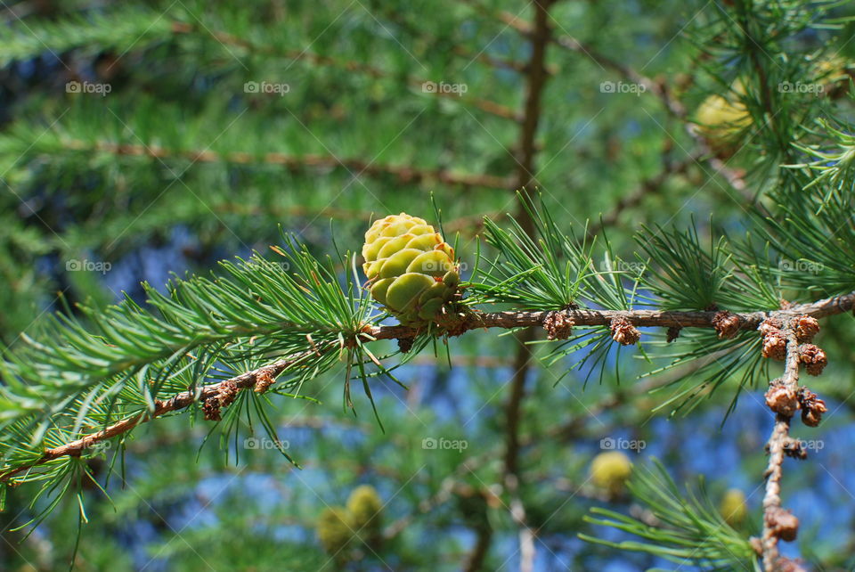 Conifer