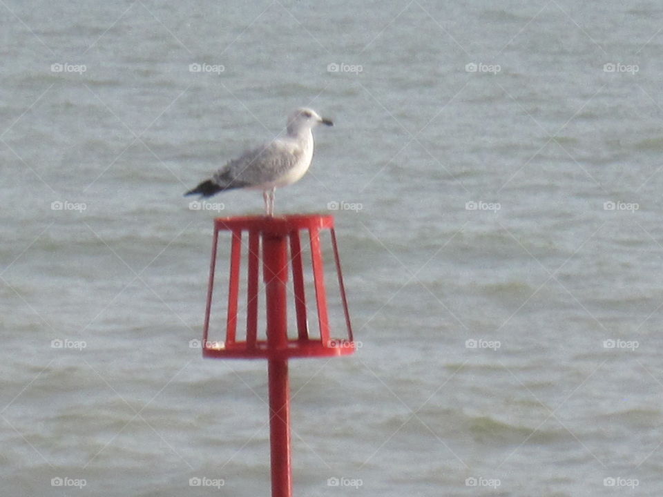 Seagull On A Beacon