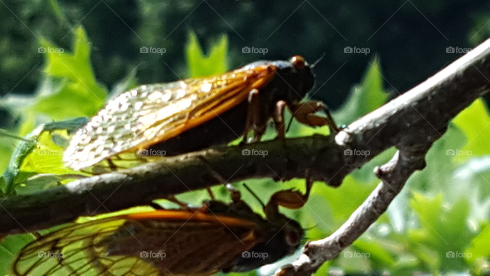 Cicadas