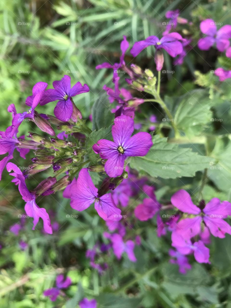 Purple flowers in the spring