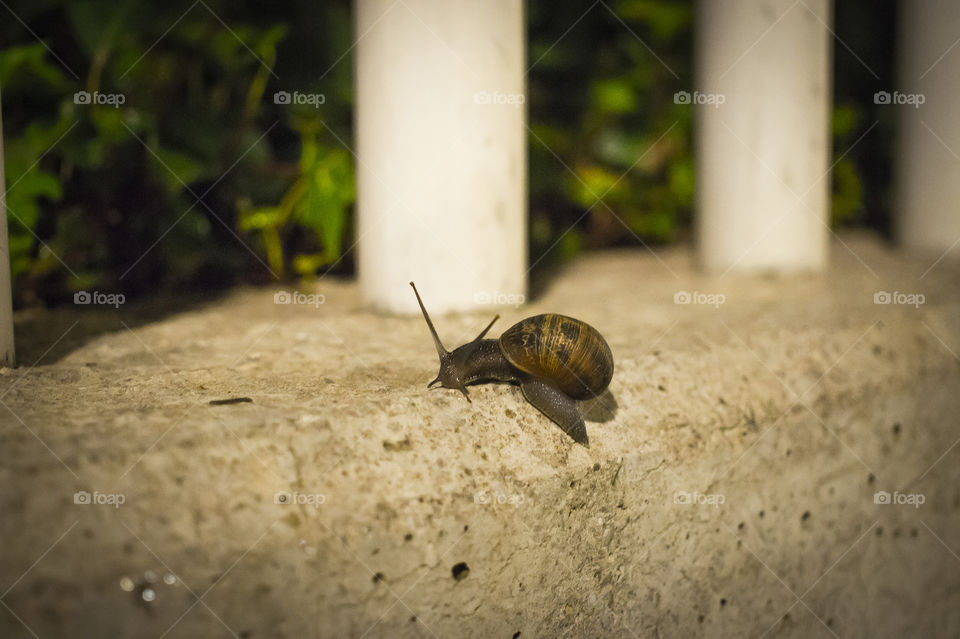 snail