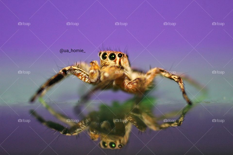 Jumping Spider with Reflection 🕸🕷