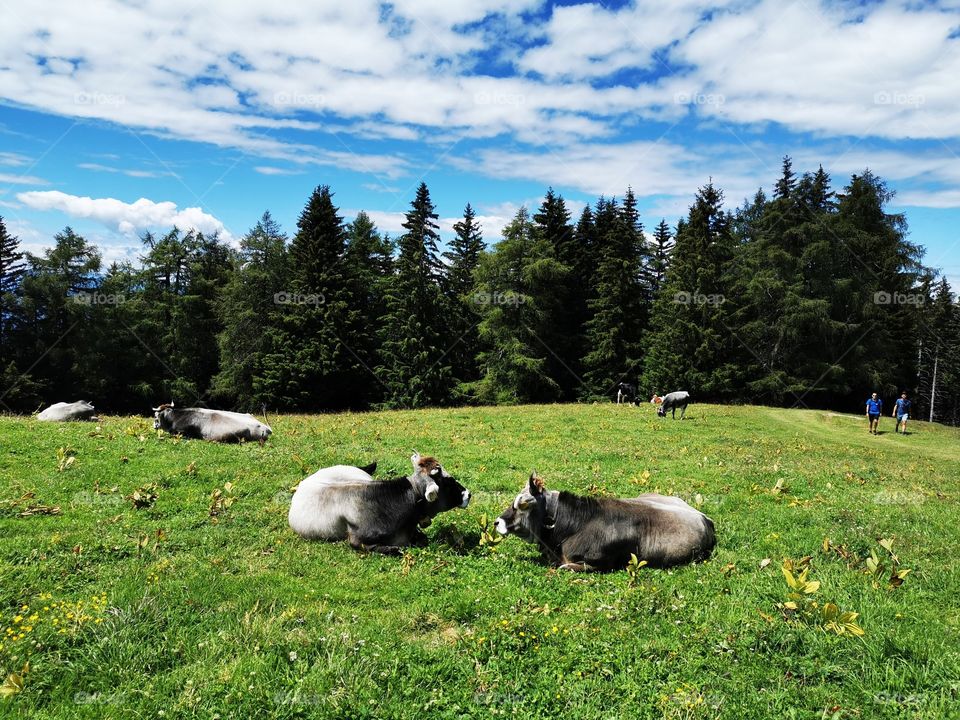 schoenrastalm Südtirol