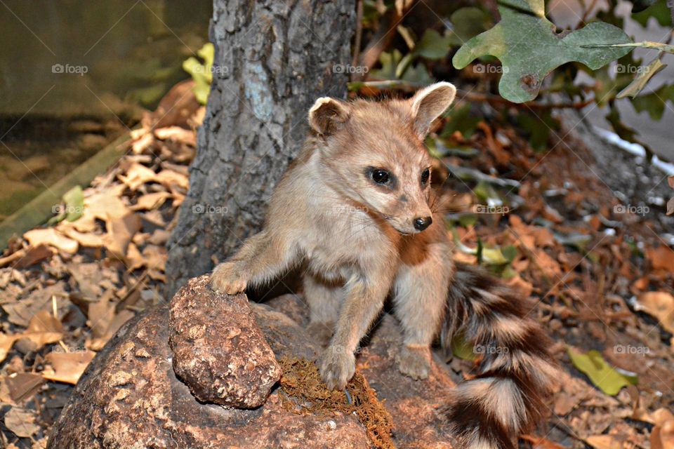 Urban Nature: Wildlife - Curious little one - The Ringtail is a cat-sized carnivore resembling a small fox with a long raccoon like tail. Its bushy tail is flattened and nearly as long as the head and body, with alternating black and white rings