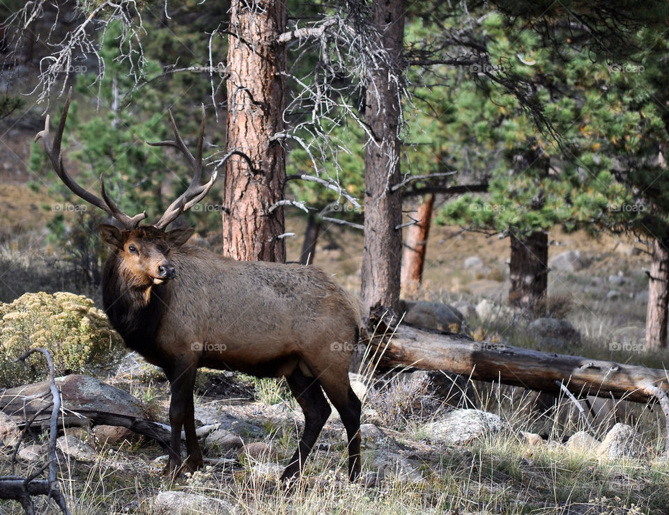 Elk