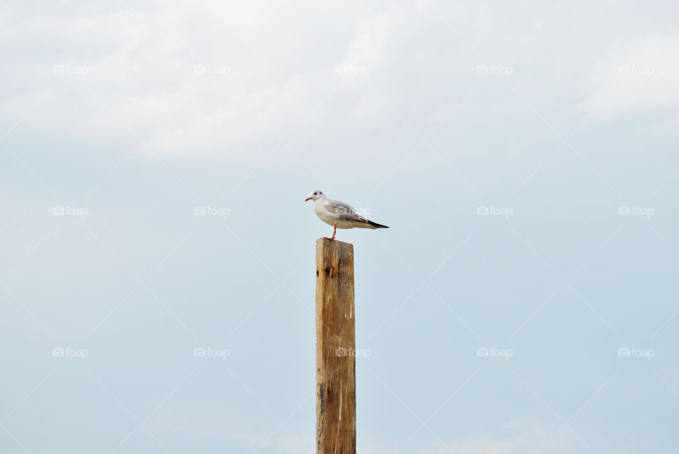 Seagull stand on beach wood