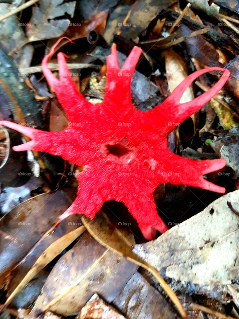 amazing red star shaped fungi