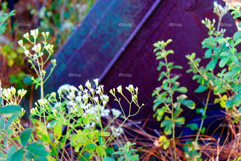 Old wheelbarrow in an empty lot amongst the wildflowers