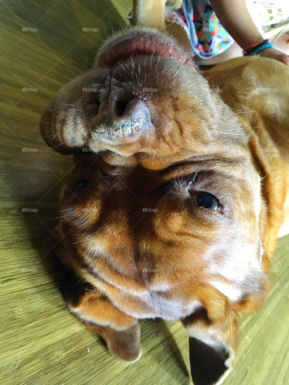 The face of cuteness 