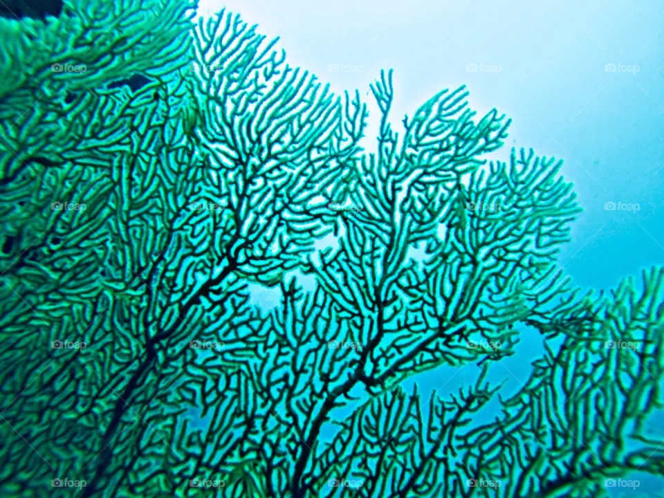 Coral