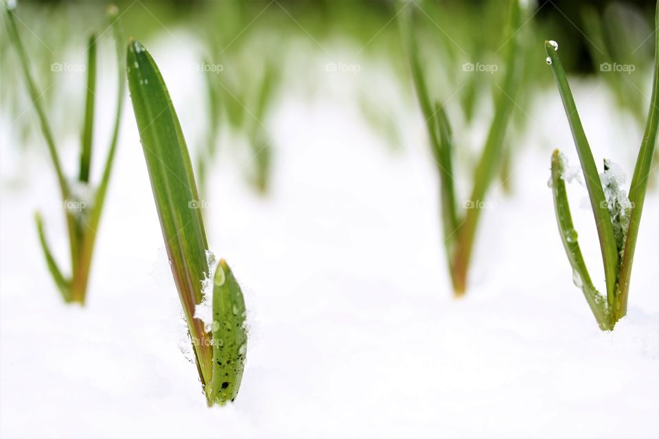 garlic in the snow