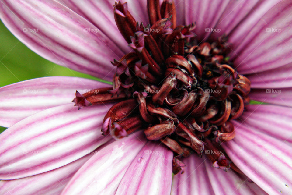 Pink flower with white petals